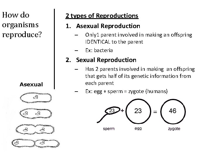 How do organisms reproduce? 2 types of Reproductions 1. Asexual Reproduction – – Only