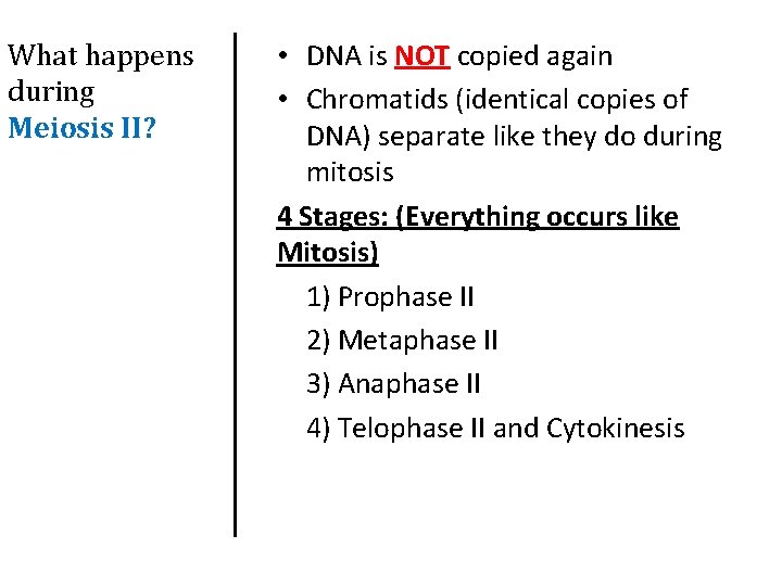 What happens during Meiosis II? • DNA is NOT copied again • Chromatids (identical