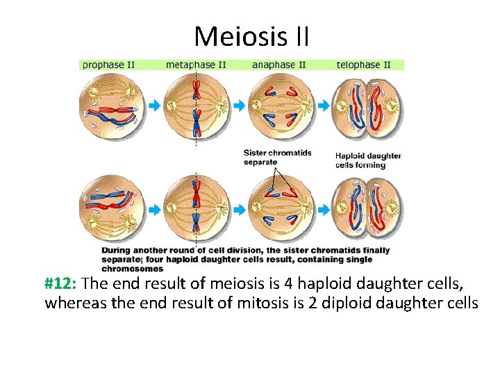 Meiosis II #12: The end result of meiosis is 4 haploid daughter cells, whereas