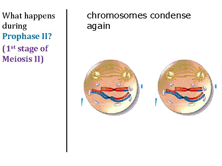 What happens during Prophase II? (1 st stage of Meiosis II) chromosomes condense again