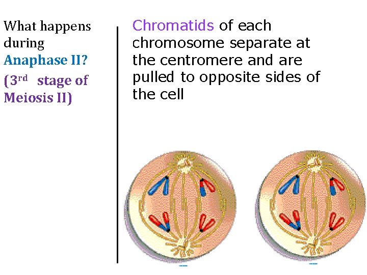What happens during Anaphase II? (3 rd stage of Meiosis II) Chromatids of each