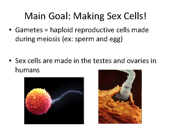 Main Goal: Making Sex Cells! • Gametes = haploid reproductive cells made during meiosis