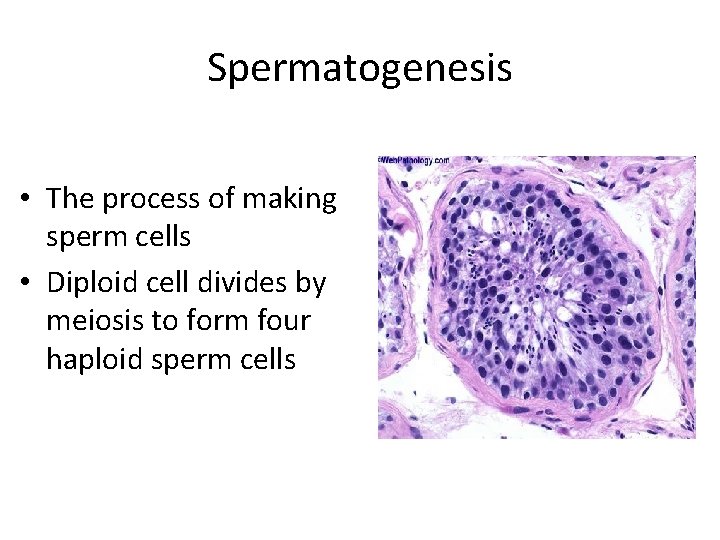 Spermatogenesis • The process of making sperm cells • Diploid cell divides by meiosis