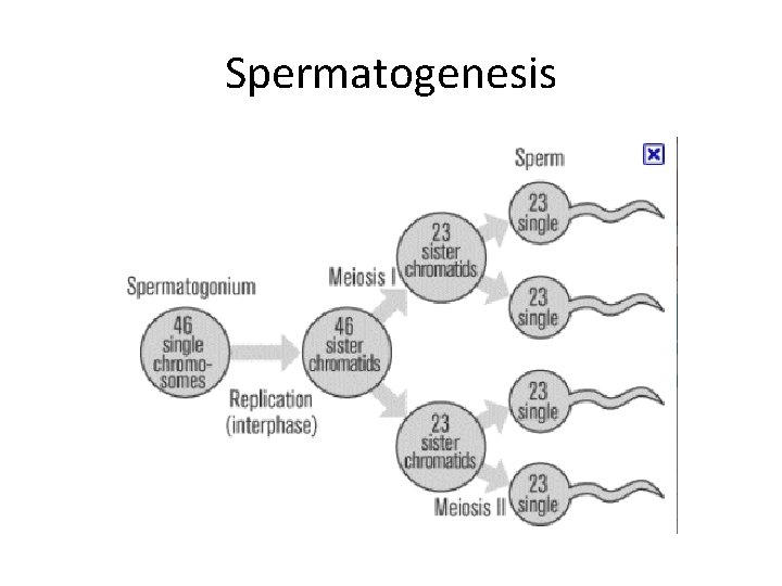 Spermatogenesis 