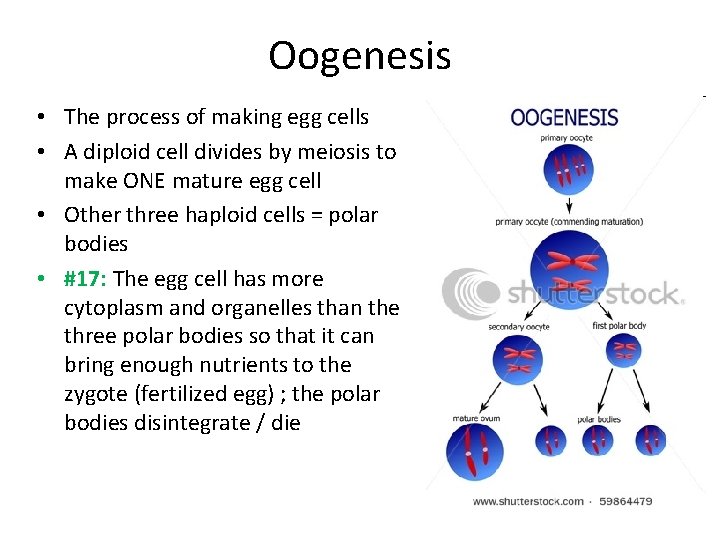 Oogenesis • The process of making egg cells • A diploid cell divides by