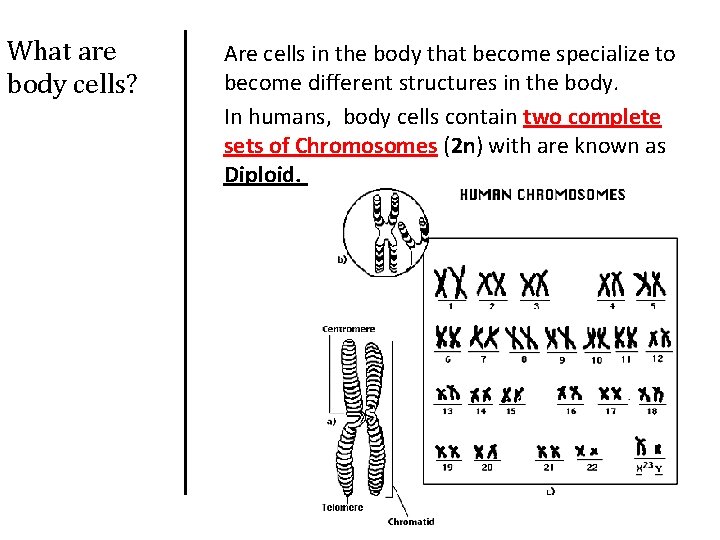 What are body cells? Are cells in the body that become specialize to become