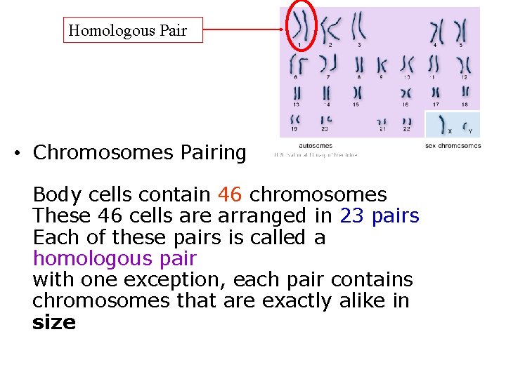 Homologous Pair • Chromosomes Pairing Body cells contain 46 chromosomes These 46 cells are