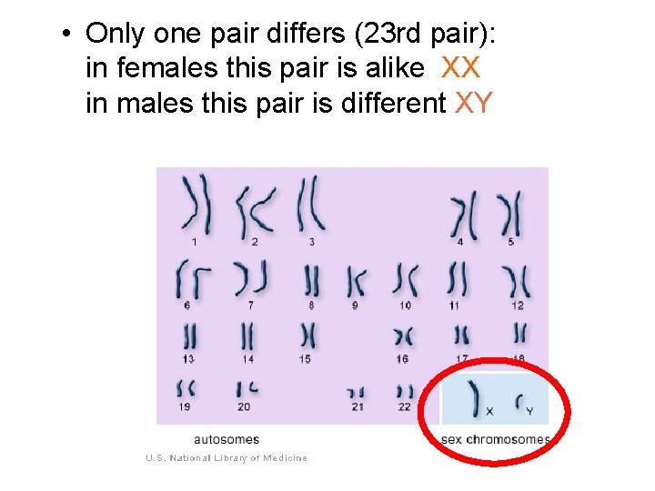  • Only one pair differs (23 rd pair): in females this pair is