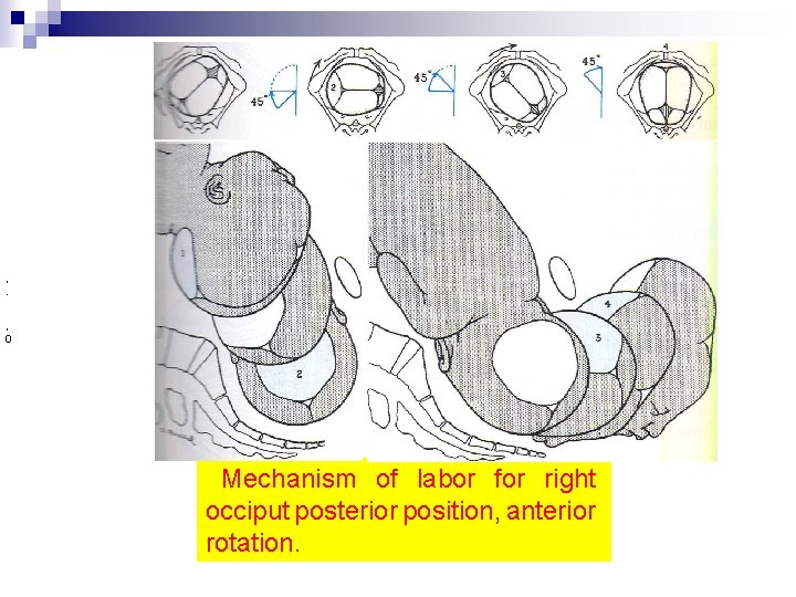 , . , 0 Mechanism of labor for right occiput posterior position, anterior rotation.