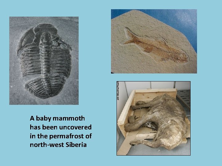 A baby mammoth has been uncovered in the permafrost of north-west Siberia 