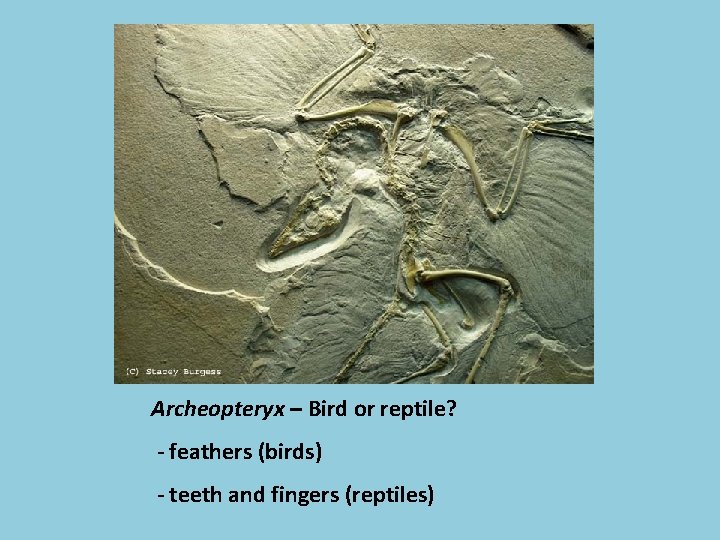 Archeopteryx – Bird or reptile? - feathers (birds) - teeth and fingers (reptiles) 