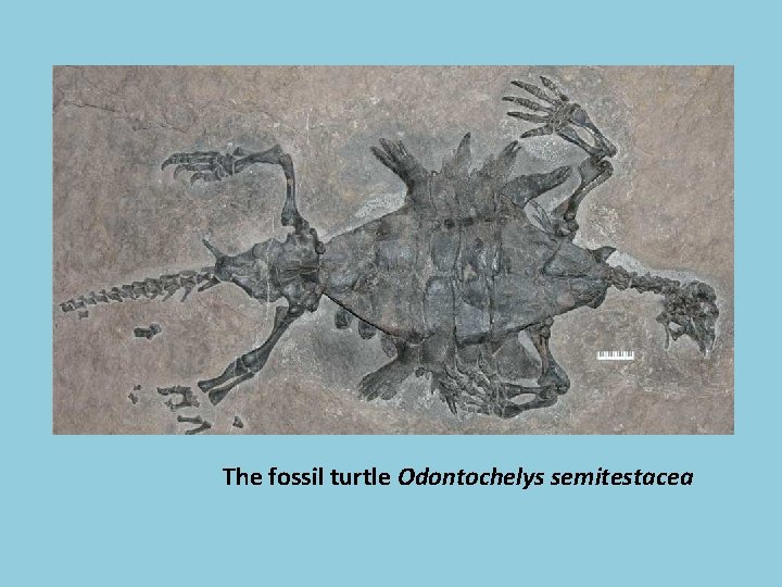 The fossil turtle Odontochelys semitestacea 
