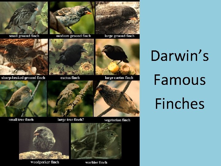 Darwin’s Famous Finches 