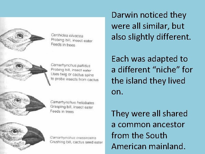 Darwin noticed they were all similar, but also slightly different. Each was adapted to
