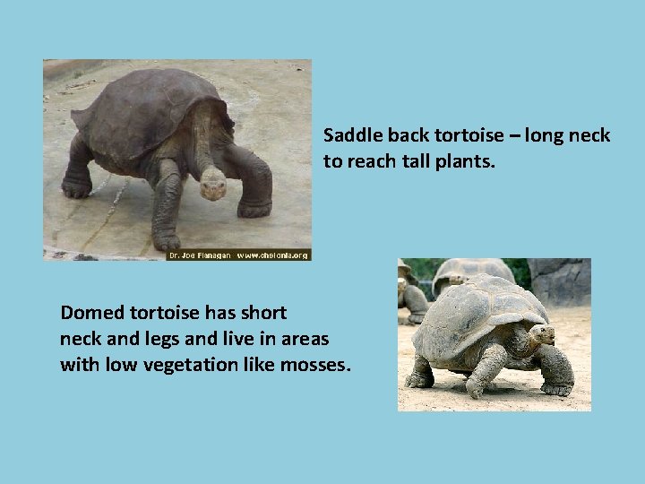 Saddle back tortoise – long neck to reach tall plants. Domed tortoise has short