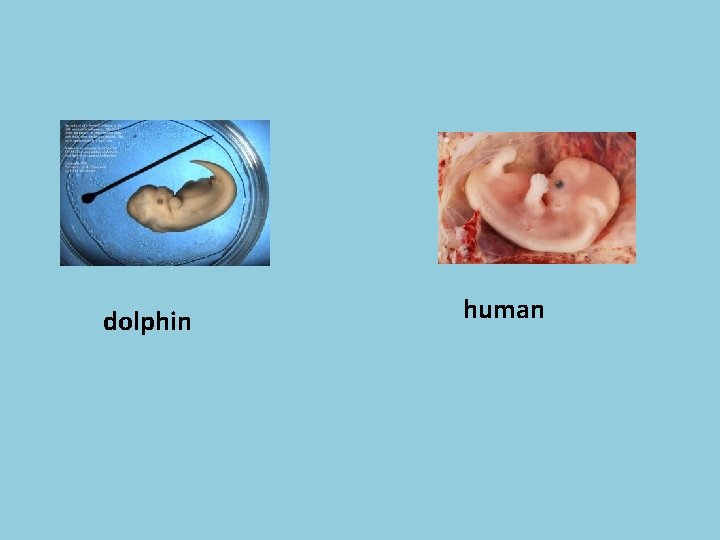 dolphin human 