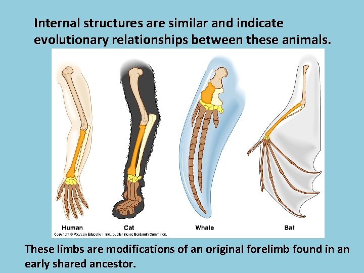 Internal structures are similar and indicate evolutionary relationships between these animals. These limbs are
