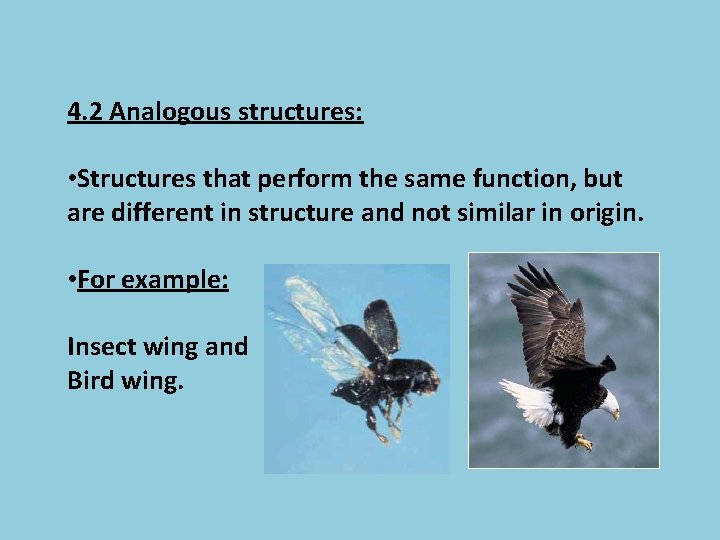 4. 2 Analogous structures: • Structures that perform the same function, but are different