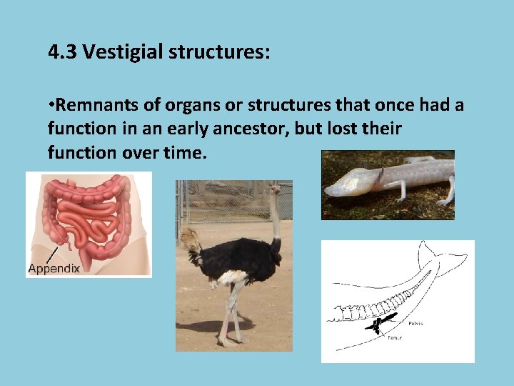 4. 3 Vestigial structures: • Remnants of organs or structures that once had a