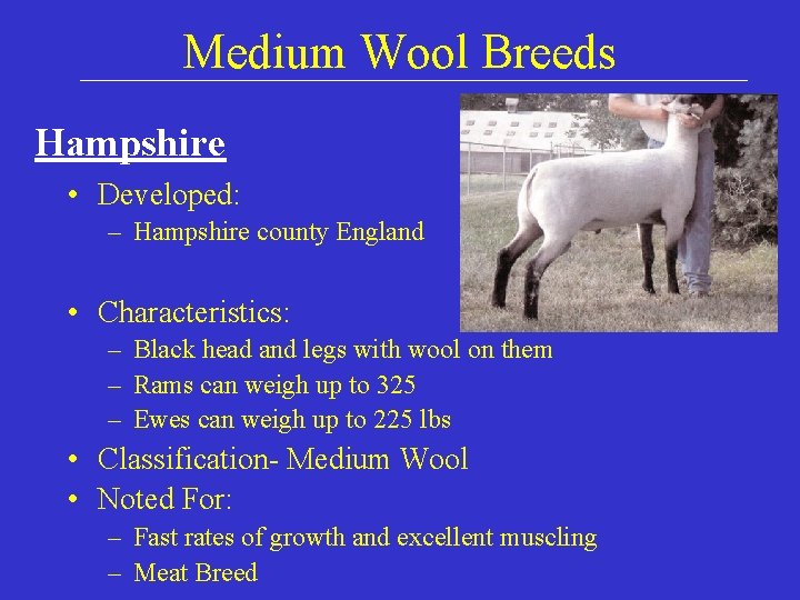 Medium Wool Breeds Hampshire • Developed: – Hampshire county England • Characteristics: – Black