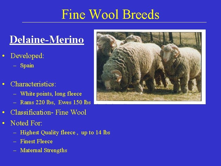 Fine Wool Breeds Delaine-Merino • Developed: – Spain • Characteristics: – White points, long