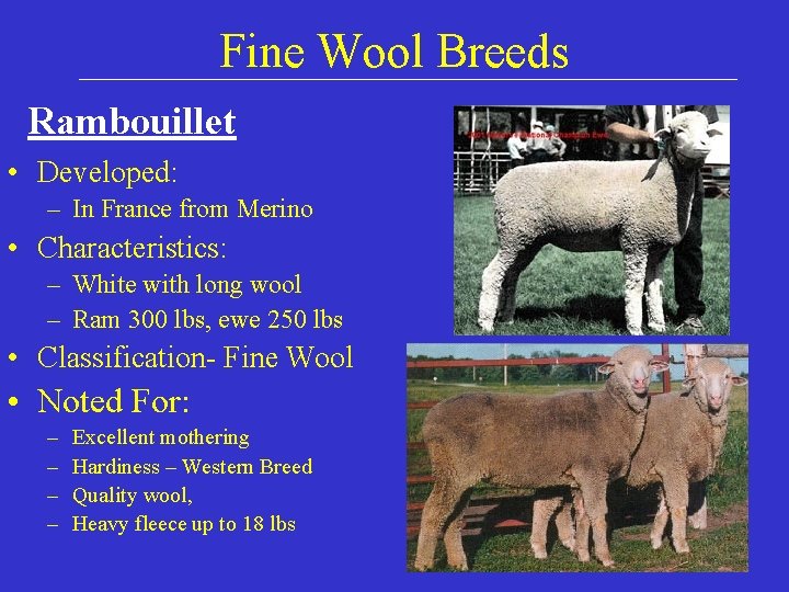 Fine Wool Breeds Rambouillet • Developed: – In France from Merino • Characteristics: –