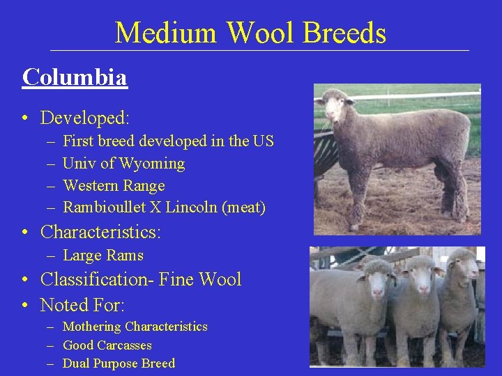 Medium Wool Breeds Columbia • Developed: – – First breed developed in the US