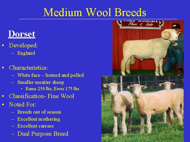 Medium Wool Breeds Dorset • Developed: – England • Characteristics: – White face –