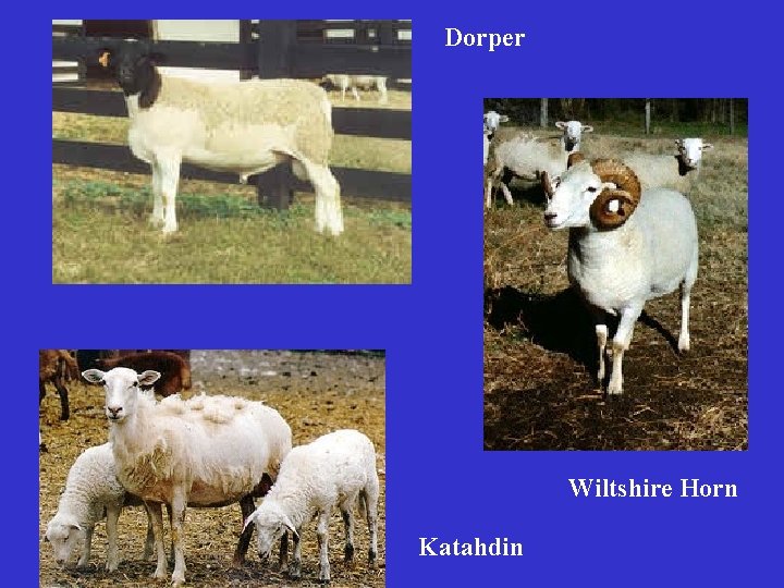 Dorper Wiltshire Horn Katahdin 