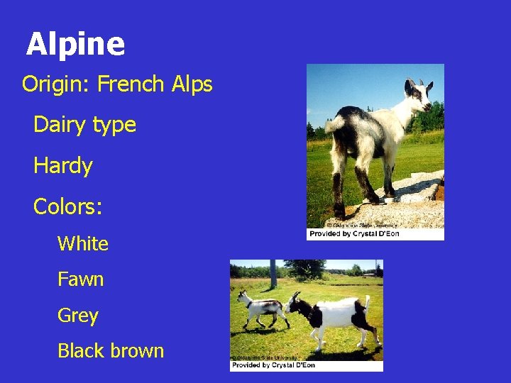 Alpine Origin: French Alps z. Dairy type z. Hardy z. Colors: y. White y.