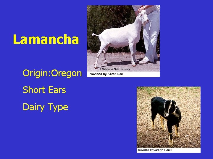 Lamancha z. Origin: Oregon z. Short Ears z. Dairy Type 