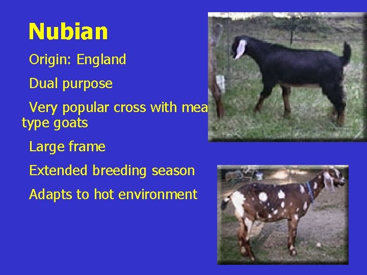 Nubian z. Origin: England z. Dual purpose z. Very popular cross with meat type