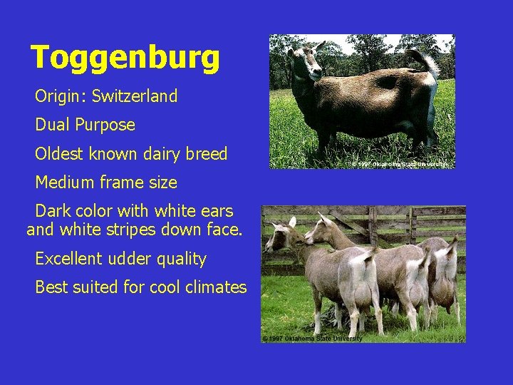 Toggenburg z. Origin: Switzerland z. Dual Purpose z. Oldest known dairy breed z. Medium