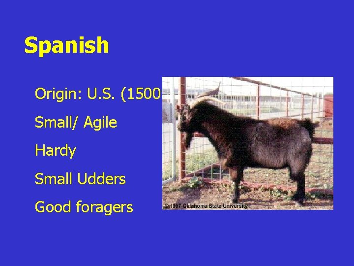 Spanish z. Origin: U. S. (1500’s) z. Small/ Agile z. Hardy z. Small Udders