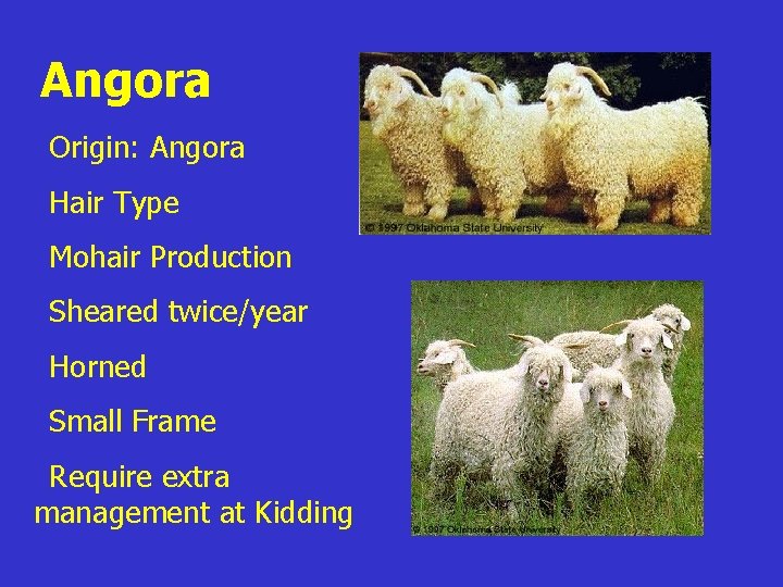 Angora z. Origin: Angora z. Hair Type z. Mohair Production z. Sheared twice/year z.