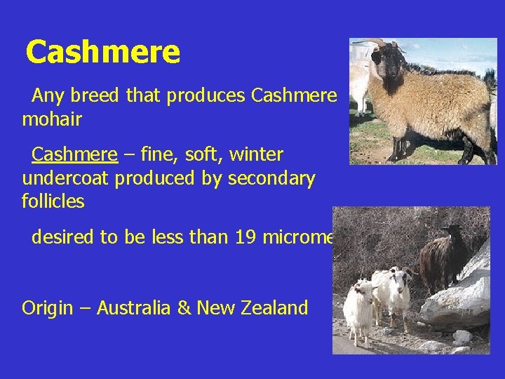 Cashmere z. Any breed that produces Cashmere mohair z. Cashmere – fine, soft, winter