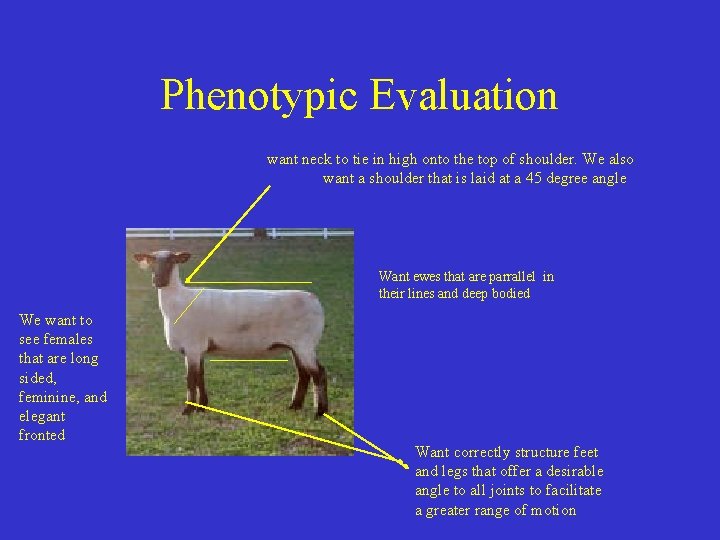 Phenotypic Evaluation want neck to tie in high onto the top of shoulder. We