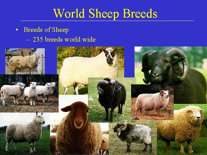 World Sheep Breeds • Breeds of Sheep – 235 breeds world wide 