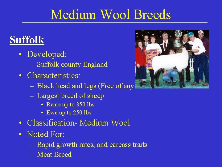 Medium Wool Breeds Suffolk • Developed: – Suffolk county England • Characteristics: – Black