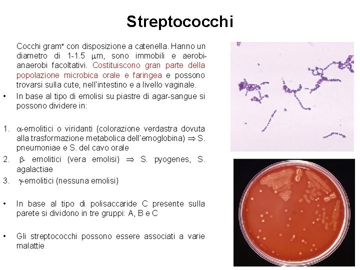 Streptococchi • Cocchi gram+ con disposizione a catenella. Hanno un diametro di 1 -1.