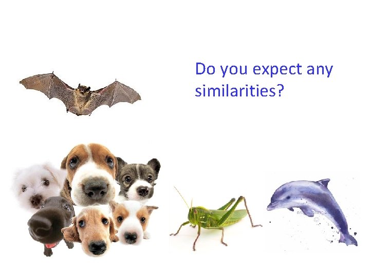 Do you expect any similarities? 