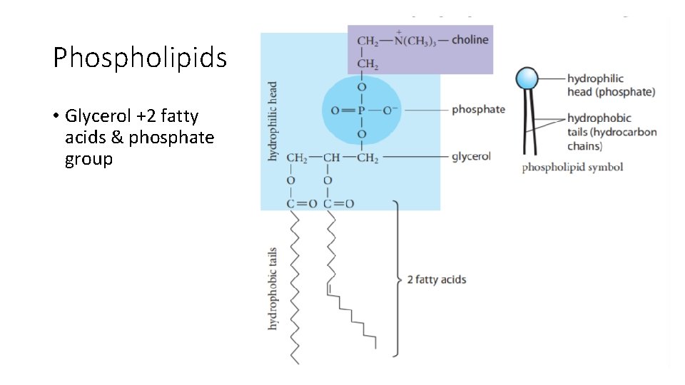 Phospholipids • Glycerol +2 fatty acids & phosphate group 