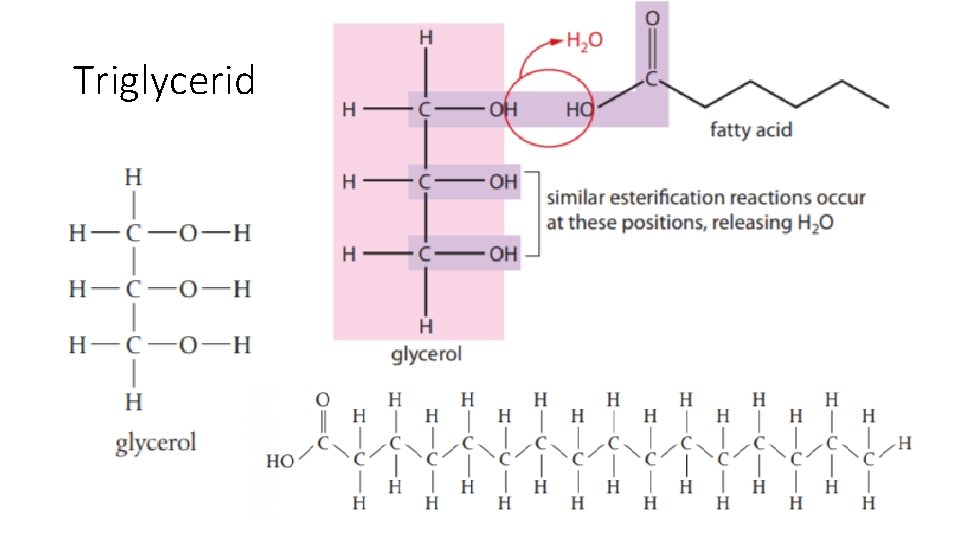 Triglycerides 