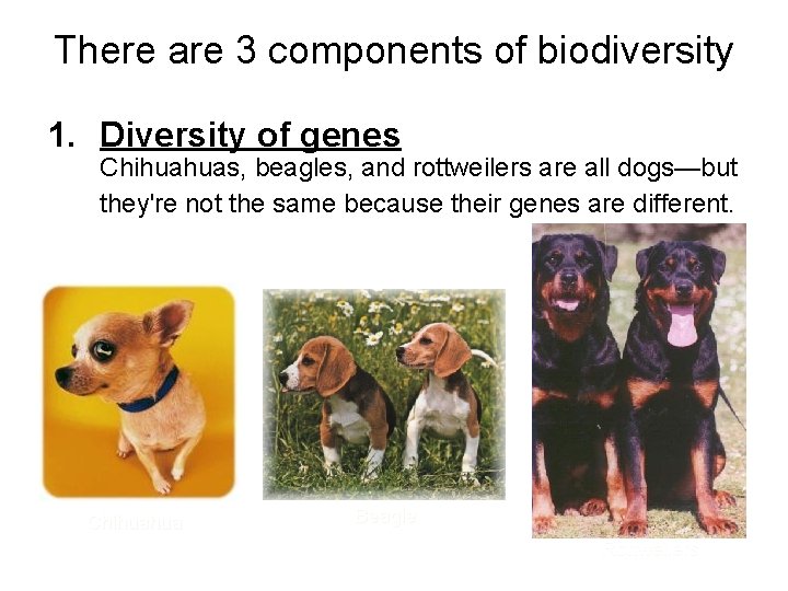 There are 3 components of biodiversity 1. Diversity of genes Chihuahuas, beagles, and rottweilers There are 3 components of biodiversity 1. Diversity of genes Chihuahuas, beagles, and rottweilers