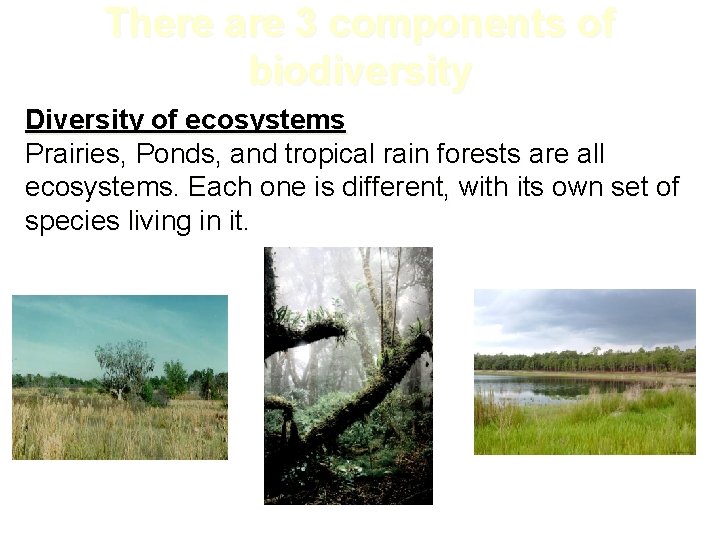 There are 3 components of biodiversity Diversity of ecosystems Prairies, Ponds, and tropical rain There are 3 components of biodiversity Diversity of ecosystems Prairies, Ponds, and tropical rain