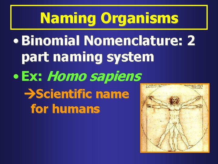 Naming Organisms • Binomial Nomenclature: 2 part naming system • Ex: Homo sapiens Scientific