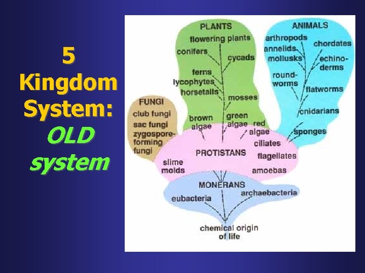 5 Kingdom System: OLD system 