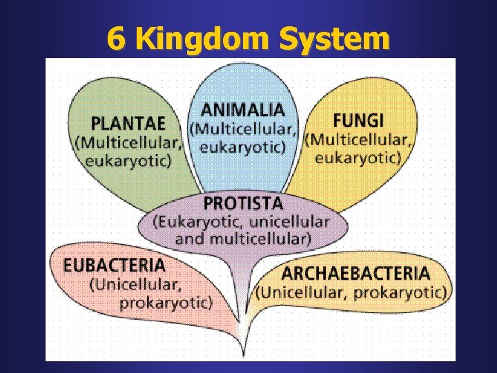 6 Kingdom System 