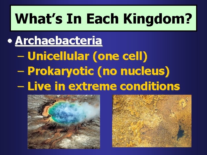 What’s In Each Kingdom? • Archaebacteria – Unicellular (one cell) – Prokaryotic (no nucleus)