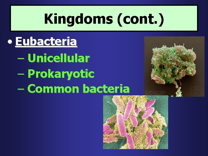 Kingdoms (cont. ) • Eubacteria – Unicellular – Prokaryotic – Common bacteria 
